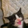 🤩 Эмодзи «Котейки» для Telegram