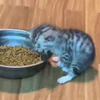 🤩 Эмодзи «Котейки» для Telegram