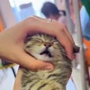 🤩 Эмодзи «Котейки» для Telegram