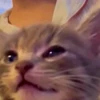 🤩 Эмодзи «Котейки» для Telegram