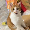 🤩 Эмодзи «Котейки» для Telegram