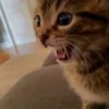 🤩 Эмодзи «Котейки» для Telegram