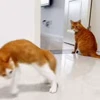🤩 Эмодзи «Котейки» для Telegram
