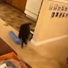 🤩 Эмодзи «Котейки» для Telegram