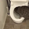 🤩 Эмодзи «Котейки» для Telegram