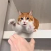 🤩 Эмодзи «Котейки» для Telegram
