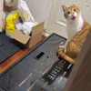 🤩 Эмодзи «Котейки» для Telegram