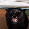 🤩 Эмодзи «Котейки» для Telegram
