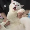 🤩 Эмодзи «Котейки» для Telegram