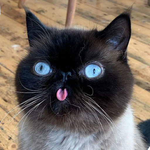😛 Стикер «Китятка» для Telegram