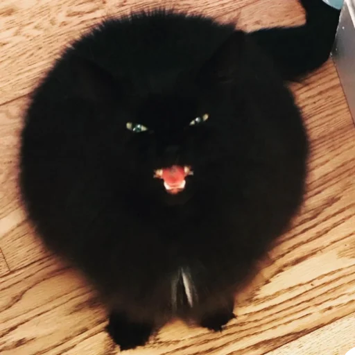 🐈 Стикер «Китятка» для Telegram