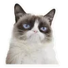 🤩 Эмодзи «Котеки Tg» для Telegram