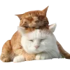 Стикер 14 Котеки Tg