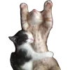 Стикер 35 Котеки Tg