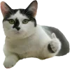 Стикер 11 Котеки Tg