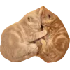 Стикер 38 Котеки Tg