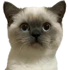 Обложка набора Котеки Tg