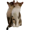 Стикер 34 Котеки Tg