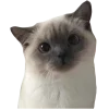 Стикер 13 Котеки Tg