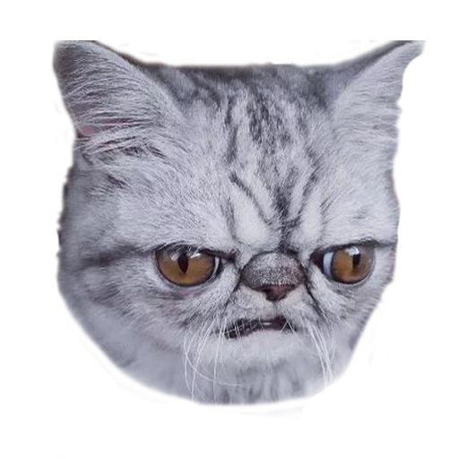 😤 Стикер «Котбезумен» для Telegram
