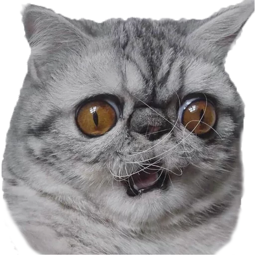 😲 Стикер «Котбезумен» для Telegram