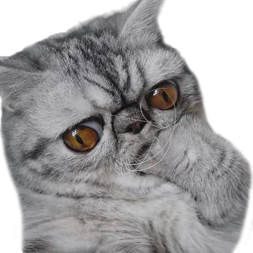 😰 Стикер «Котбезумен» для Telegram
