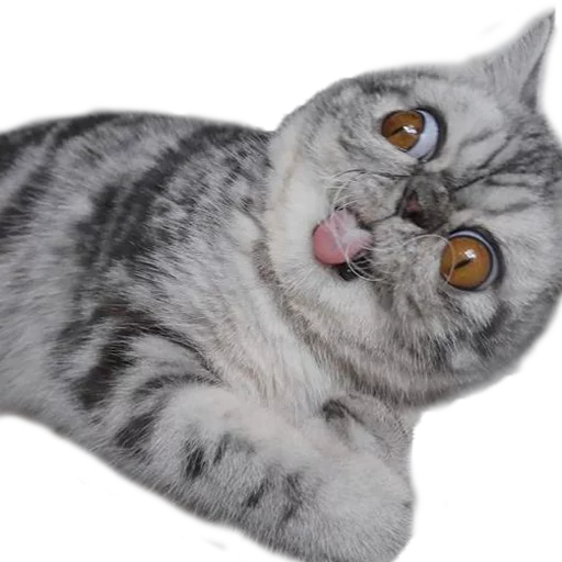 😋 Стикер «Котбезумен» для Telegram