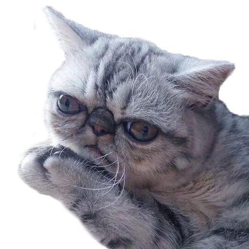 🤔 Стикер «Котбезумен» для Telegram