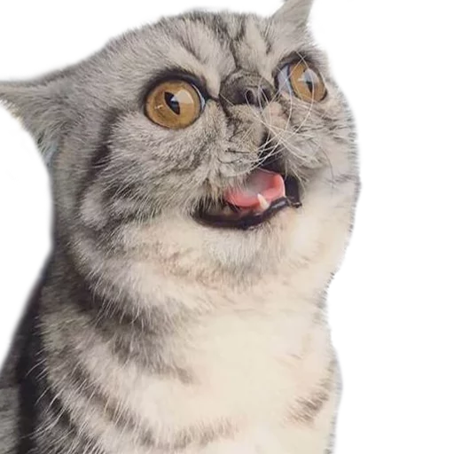 🤤 Стикер «Котбезумен» для Telegram