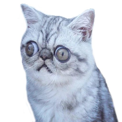 😐 Стикер «Котбезумен» для Telegram