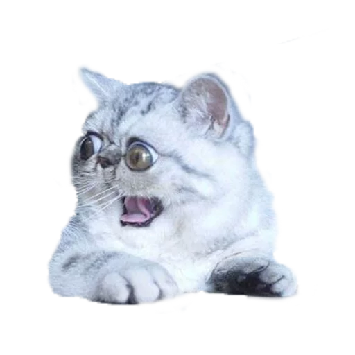😮 Стикер «Котбезумен» для Telegram