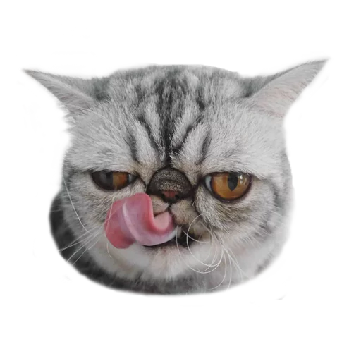 😏 Стикер «Котбезумен» для Telegram