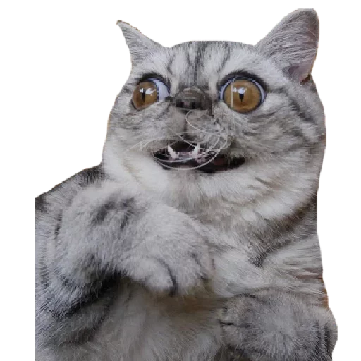 👀 Стикер «Котбезумен» для Telegram