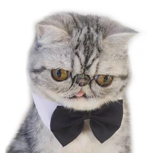 😎 Стикер «Котбезумен» для Telegram