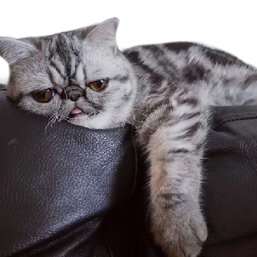 😴 Стикер «Котбезумен» для Telegram
