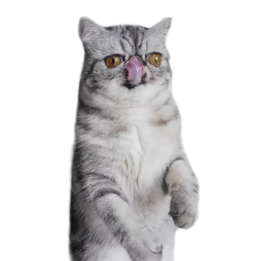 😼 Стикер «Котбезумен» для Telegram