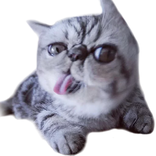 😝 Стикер «Котбезумен» для Telegram