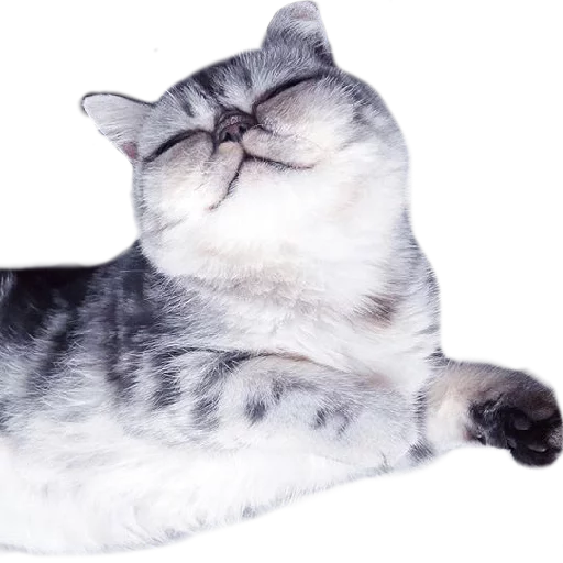 ☺️ Стикер «Котбезумен» для Telegram
