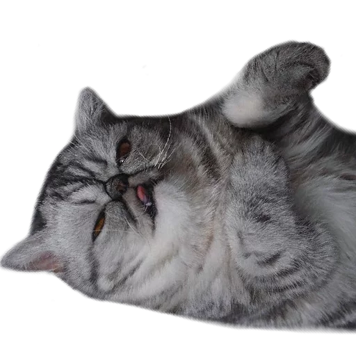 😵 Стикер «Котбезумен» для Telegram