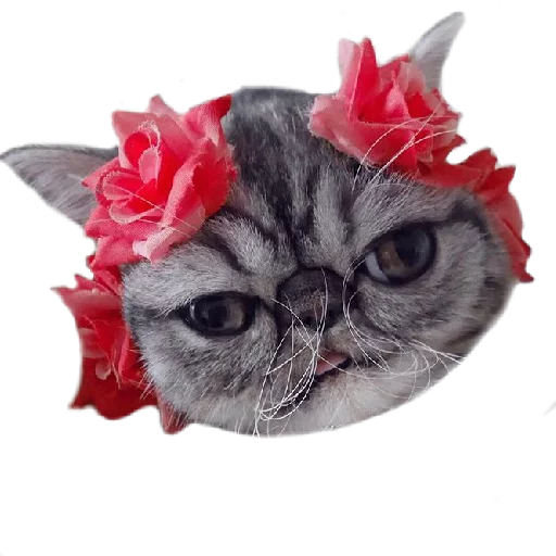 💅 Стикер «Котбезумен» для Telegram