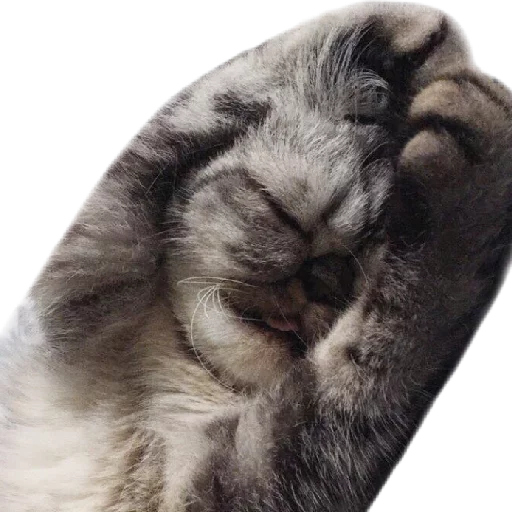 😴 Стикер «Котбезумен» для Telegram