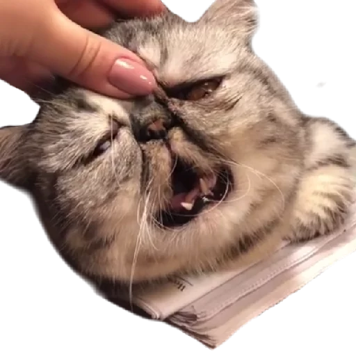 🤤 Стикер «Котбезумен» для Telegram