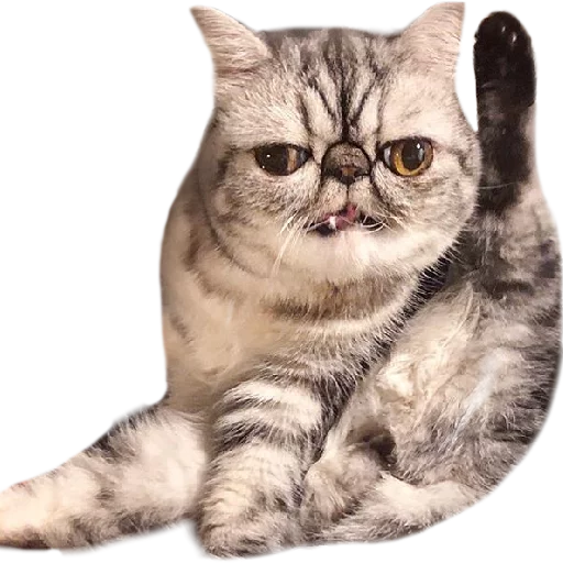 🙈 Стикер «Котбезумен» для Telegram