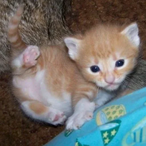 😛 Стикер «котеночки» для Telegram