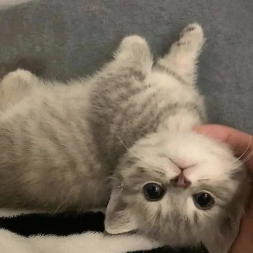 😇 Стикер «котеночки» для Telegram