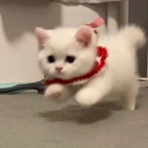 🏃‍♀️ Стикер «котеночки» для Telegram