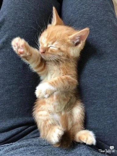 😴 Стикер «котеночки» для Telegram