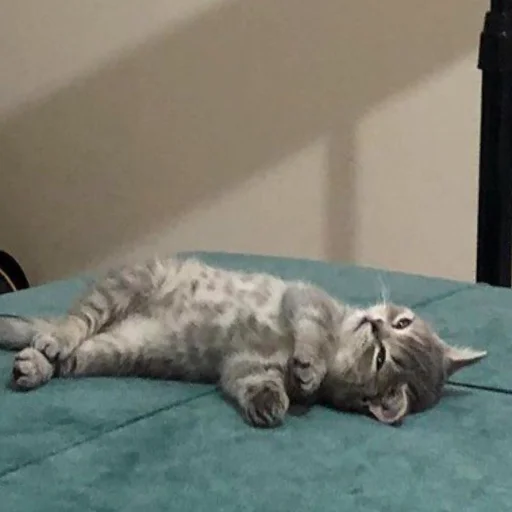 💀 Стикер «котеночки» для Telegram