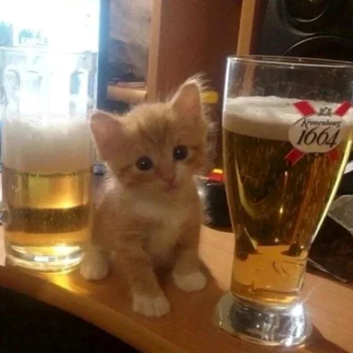 🍺 Стикер «котеночки» для Telegram