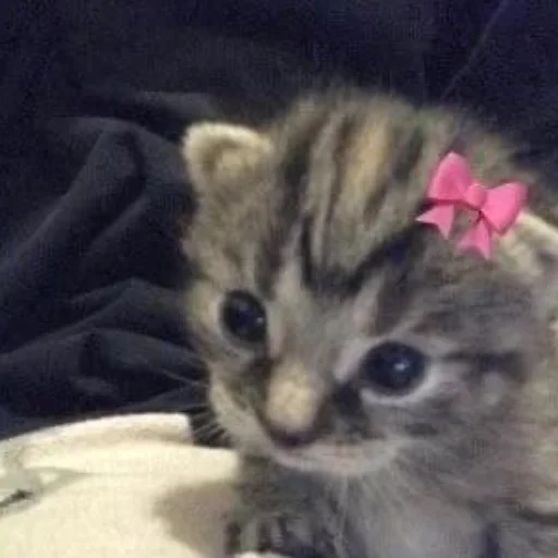 🎀 Стикер «котеночки» для Telegram